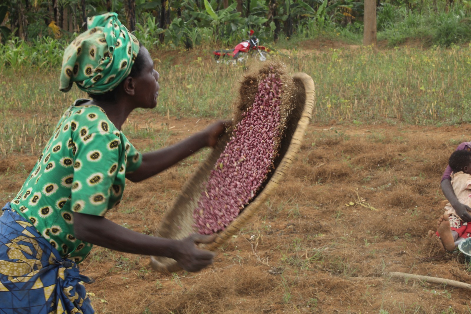 Conservation agricultue