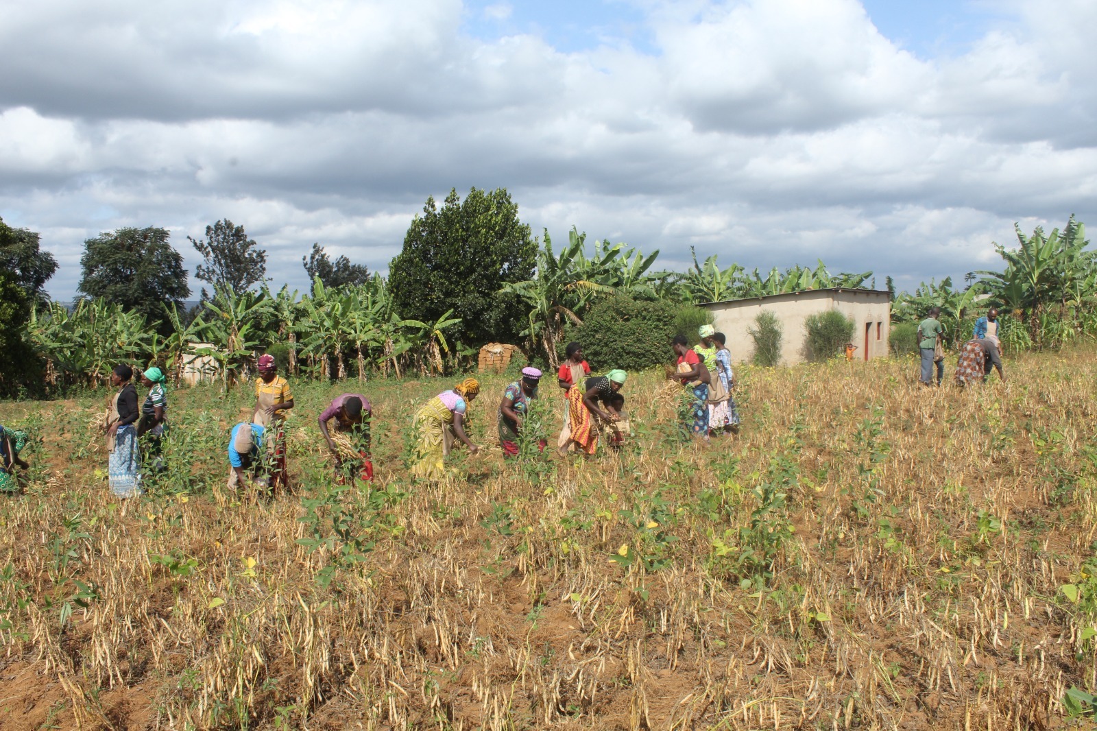 Conservation agricultue2